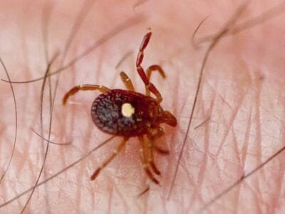 A 6 Common Ticks in Connecticut: A Discussion