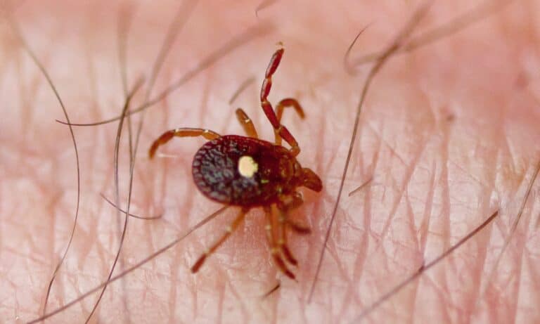 Lone Star Tick (Amblyomma americanum) on human skin. Lone star ticks look like tiny crabs, with round, fat bodies, eight short legs, and a hard shell.