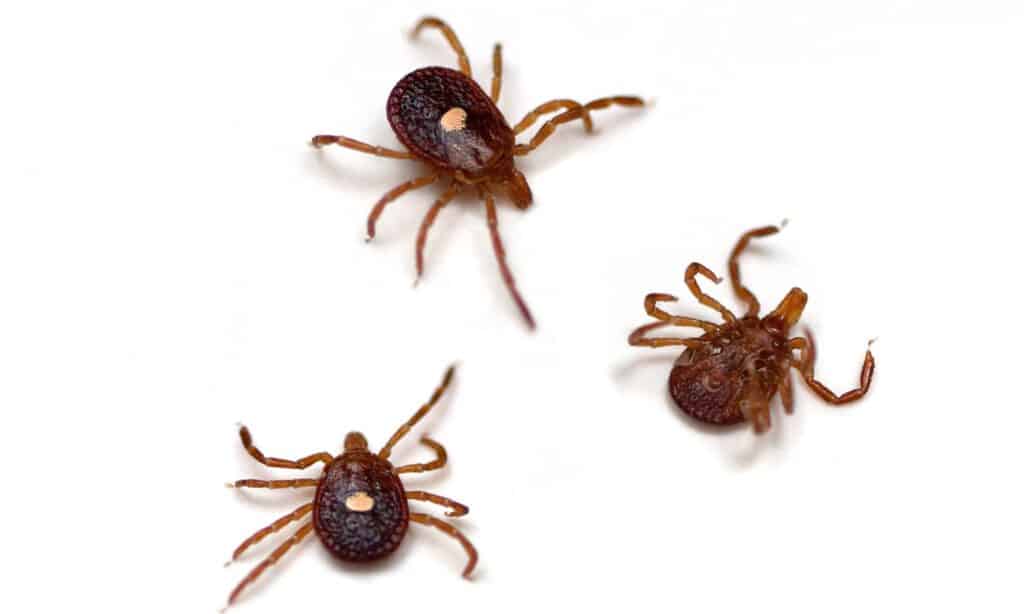 Lone Star Tick (Amblyomma americanum) on a white background.