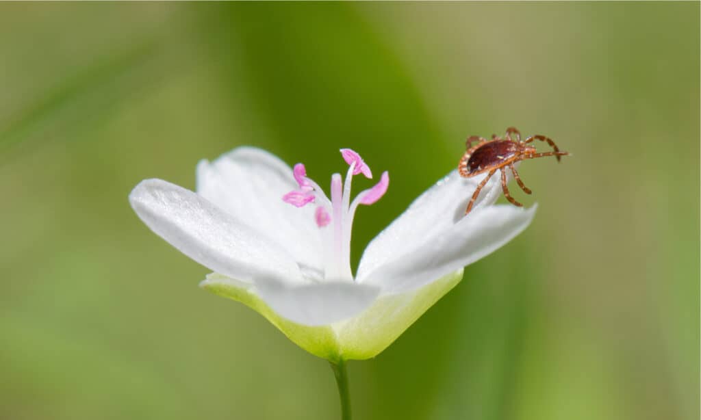 Lone Star Tick on Virginia Spring Beauty flower. Lone Star ticks are very aggressive and actively travel to the host.