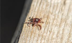 Ticks in Texas Picture
