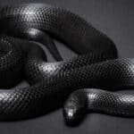 The black king snake's dark scales set it apart from the more colorful species of king snake.