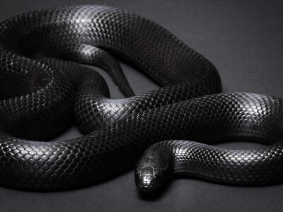 Mexican Black Kingsnake Picture