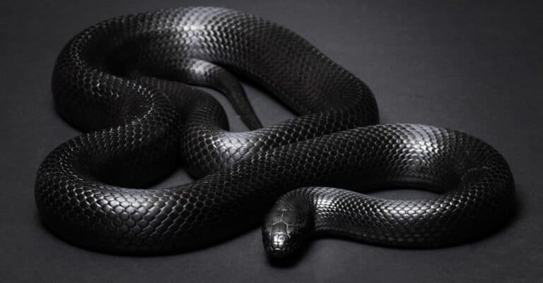 mexican black king snake on black background