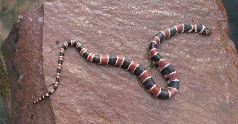 south american coral snake