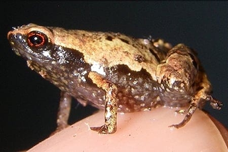 the smallest frog in the world