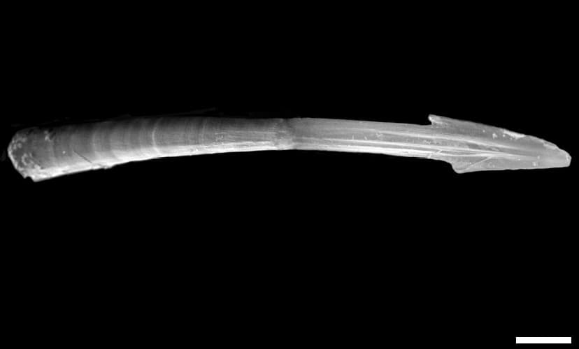 Love dart of Monachoides_vicinus land snail