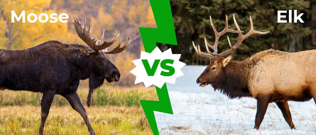 Moose vs Elk: 5 Key Differences Explained - AZ Animals
