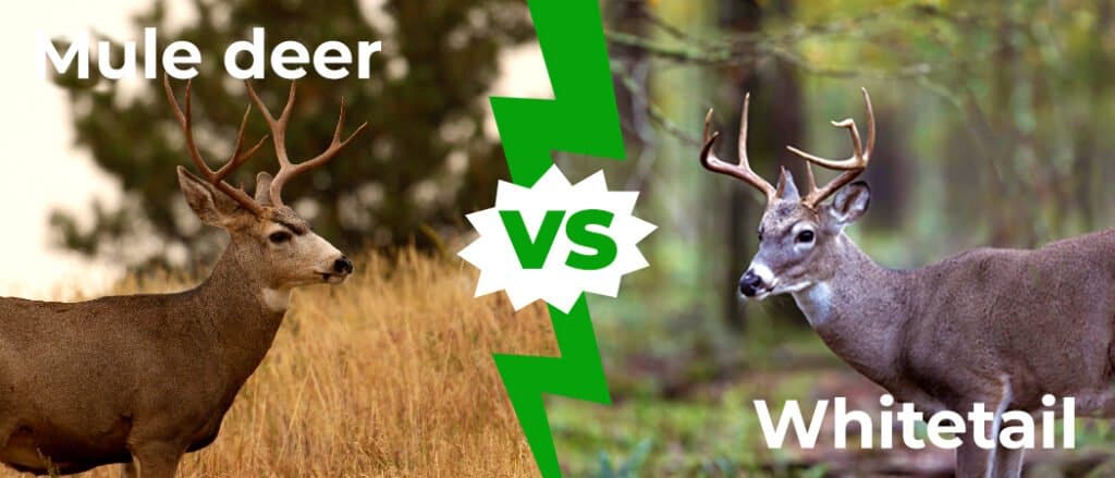 Mule Deer vs Whitetail 1050x450