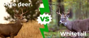 Mule Deer vs White-tail: 5 Key Differences Explained Picture
