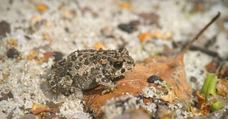 Closeup on a small juvenile Natterjack Toad, a rare and protected species crawling on sandy soil.