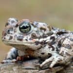 Natterjack toad