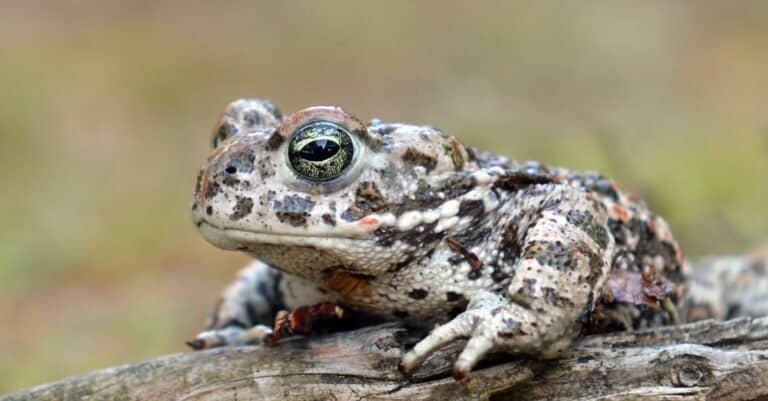 Natterjack toad sitting at the water's edge.