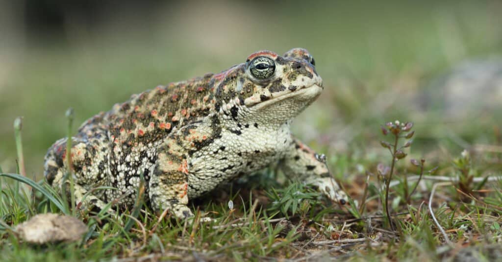 Natterjack toad sitting on grass.