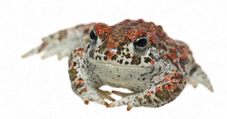 Natterjack toad isolated on white background.