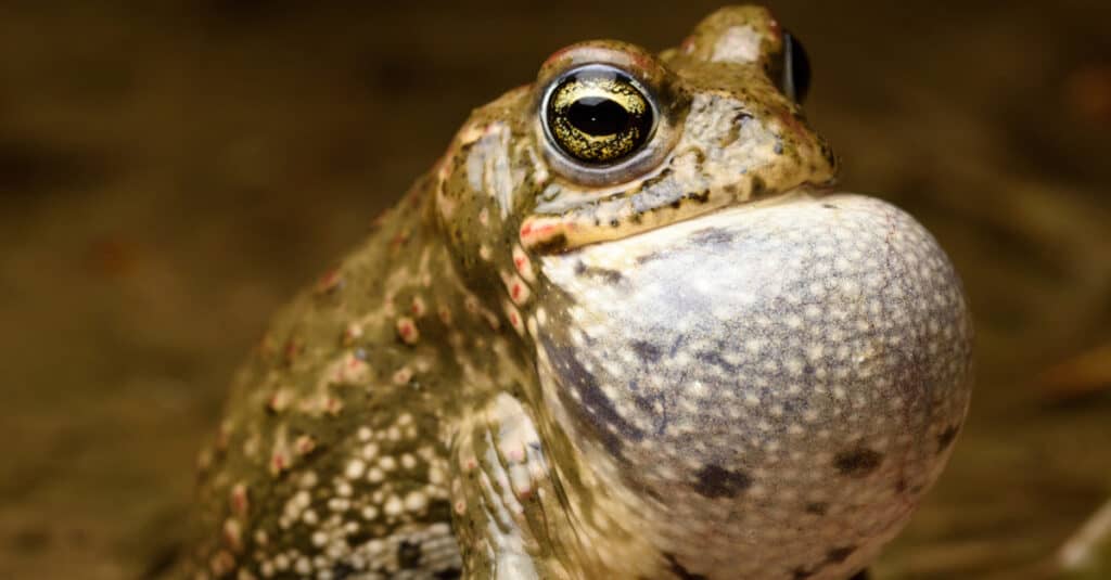 Male Natterjack toad singing to attract females.