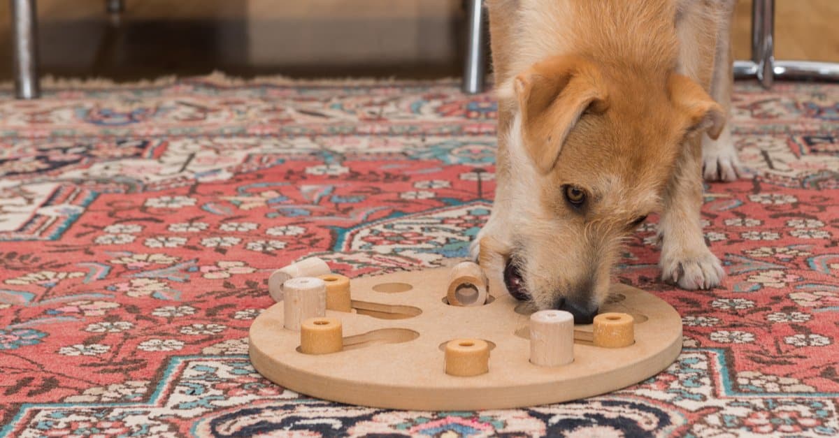 Nina Ottosson dog puzzles