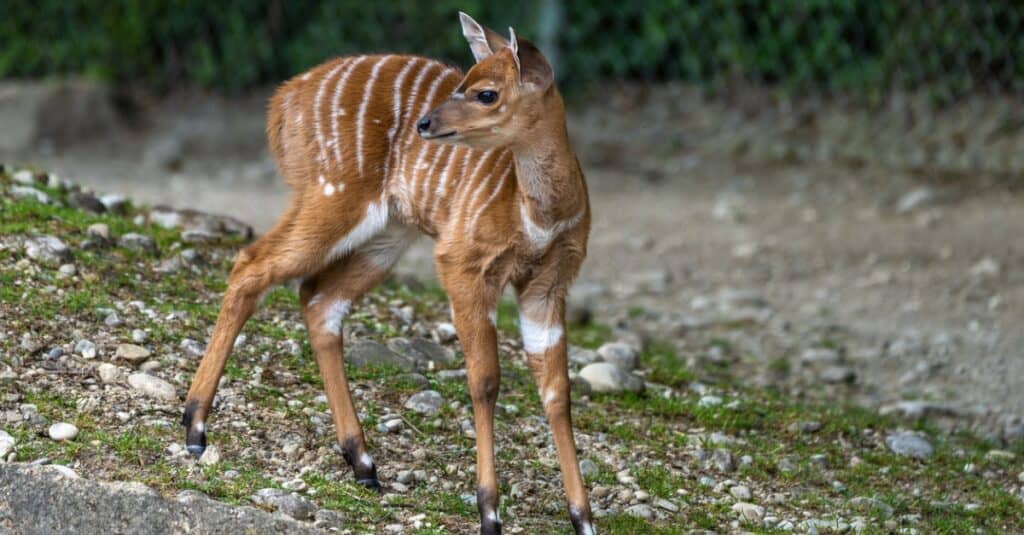 A young baby nyala. Tragelaphus angasii is a spiral-horned <a class=