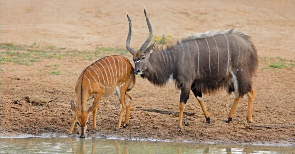 Male and female nyala antelopes (Tragelaphus angasii) at a waterhole, Mkuze game reserve, South <a class=