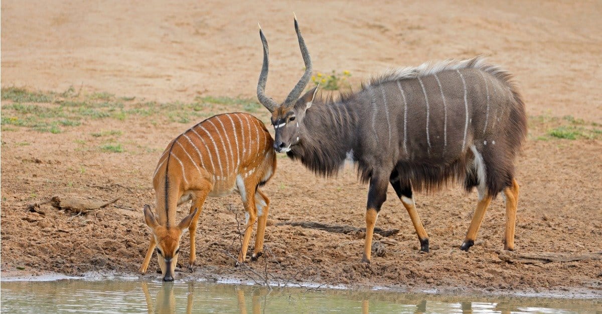 Male and female nyala antelopes (Tragelaphus angasii) at a waterhole, Mkuze game reserve, South Africa.