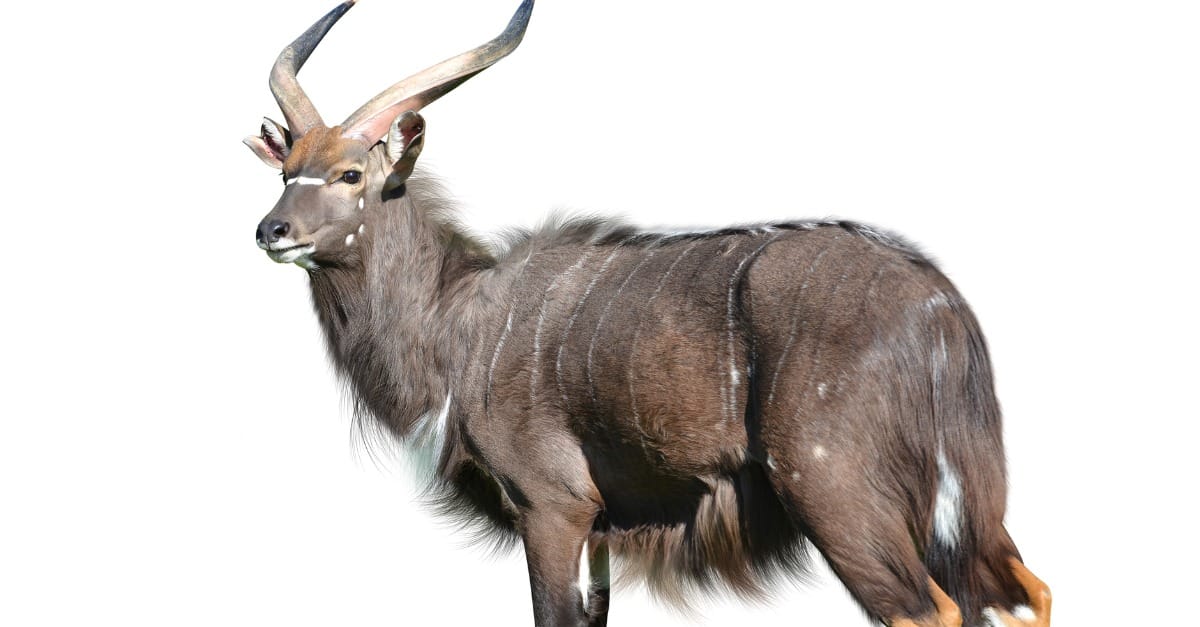 Male Nyala antelope isolated on a white background.