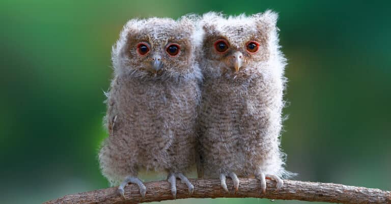 Two baby owls sitting on a branch near the nest.