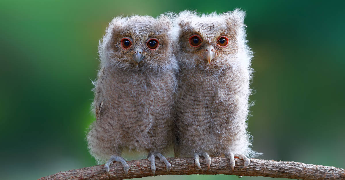 Owl Pictures - AZ Animals