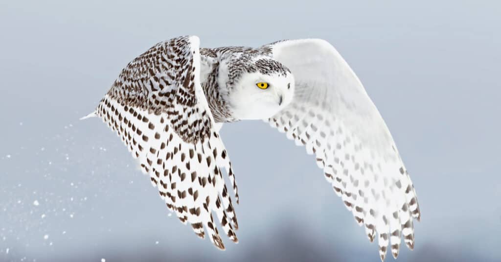 Snowy owl (Bubo scandiacus) lifts off and flies low, toward frame right. hunting over a snow covered field in Ottawa, Canada. The owl is primarily white, with uniform flecks of brown, its right eye, which is the only eye visible is oval-shaped with a yellow iris and an round back pupil. Natural out-of-focus background. 