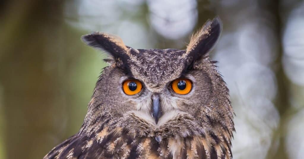 Close-up of Eurasian Eagles Owl, sitting in a tree.