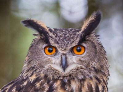 A Owl