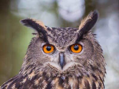 Owl Picture