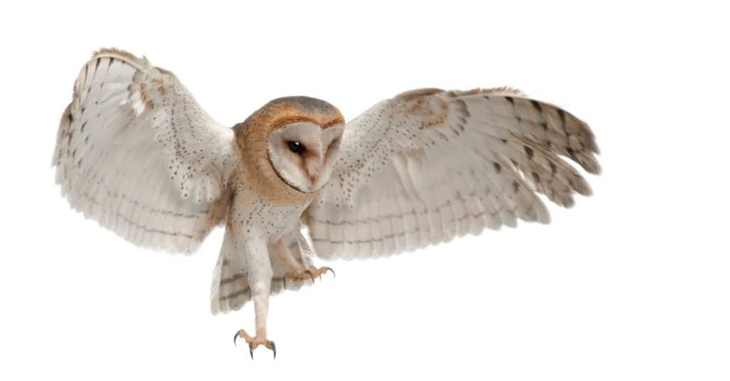 Barn Owl, Tyto alba, 4 months old, flying against white background.