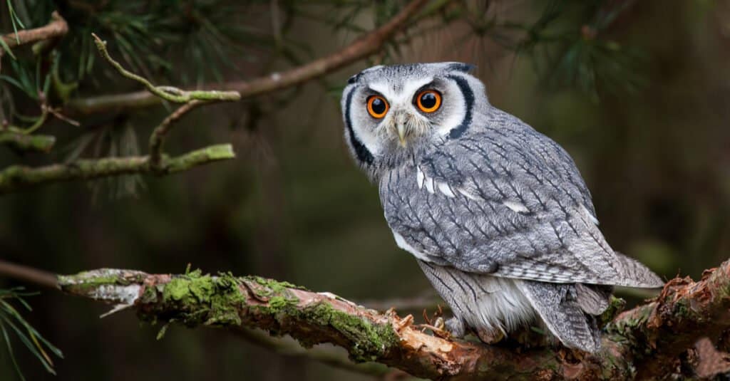 Owl Predators: What Eats Owls? - AZ Animals