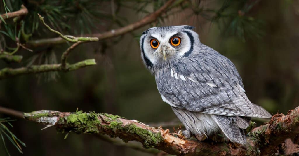 A white faced scops owl (Ptilopsis leucotis) in a tree staring with large orange eyes.