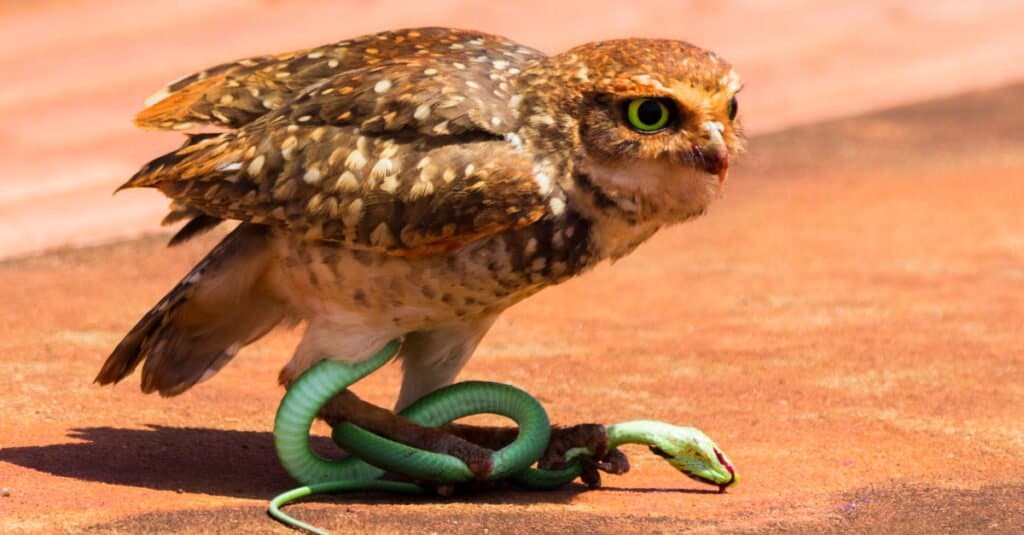 Burrowing Owl and her prey, the green snake.