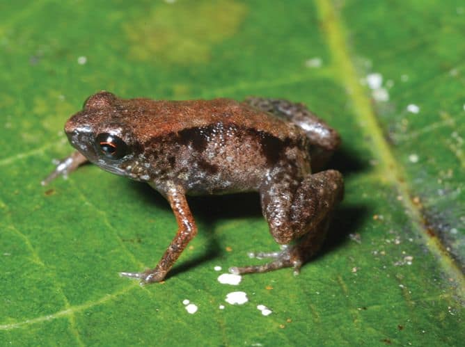 the smallest frog in the world