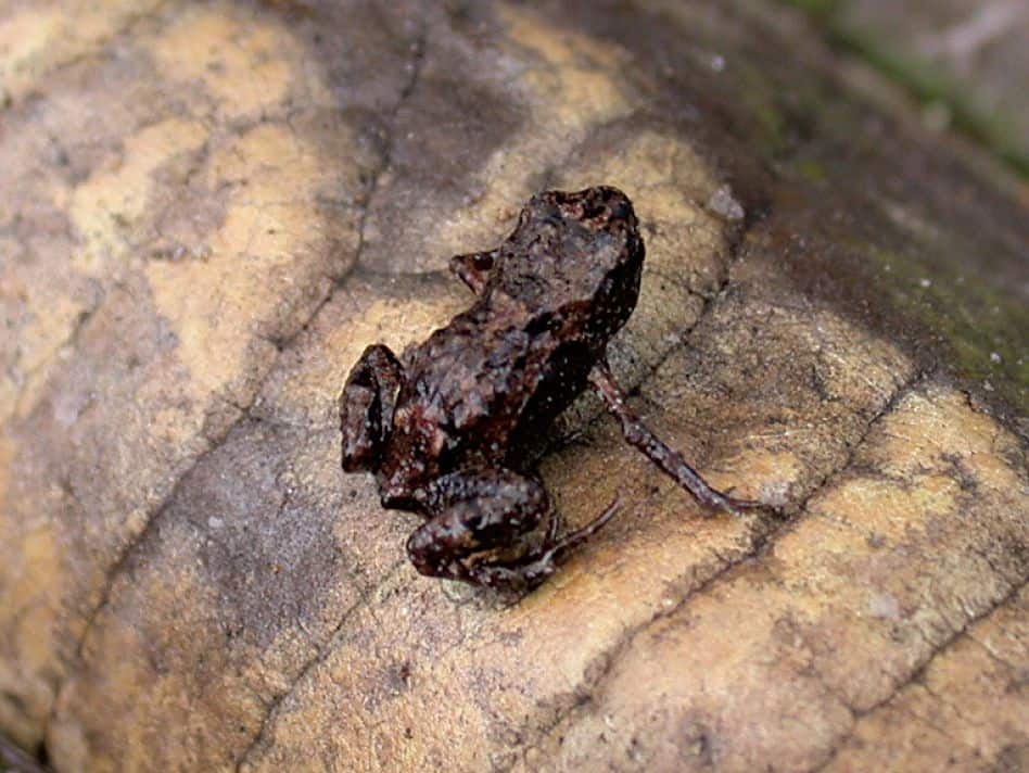 Seven New Mini-Frogs Found—Among Smallest Known