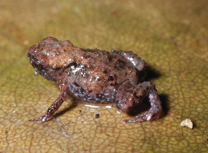 the smallest frog in the world