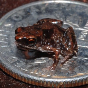 Tiny Frogs: The 12 Smallest Frogs in the World Picture