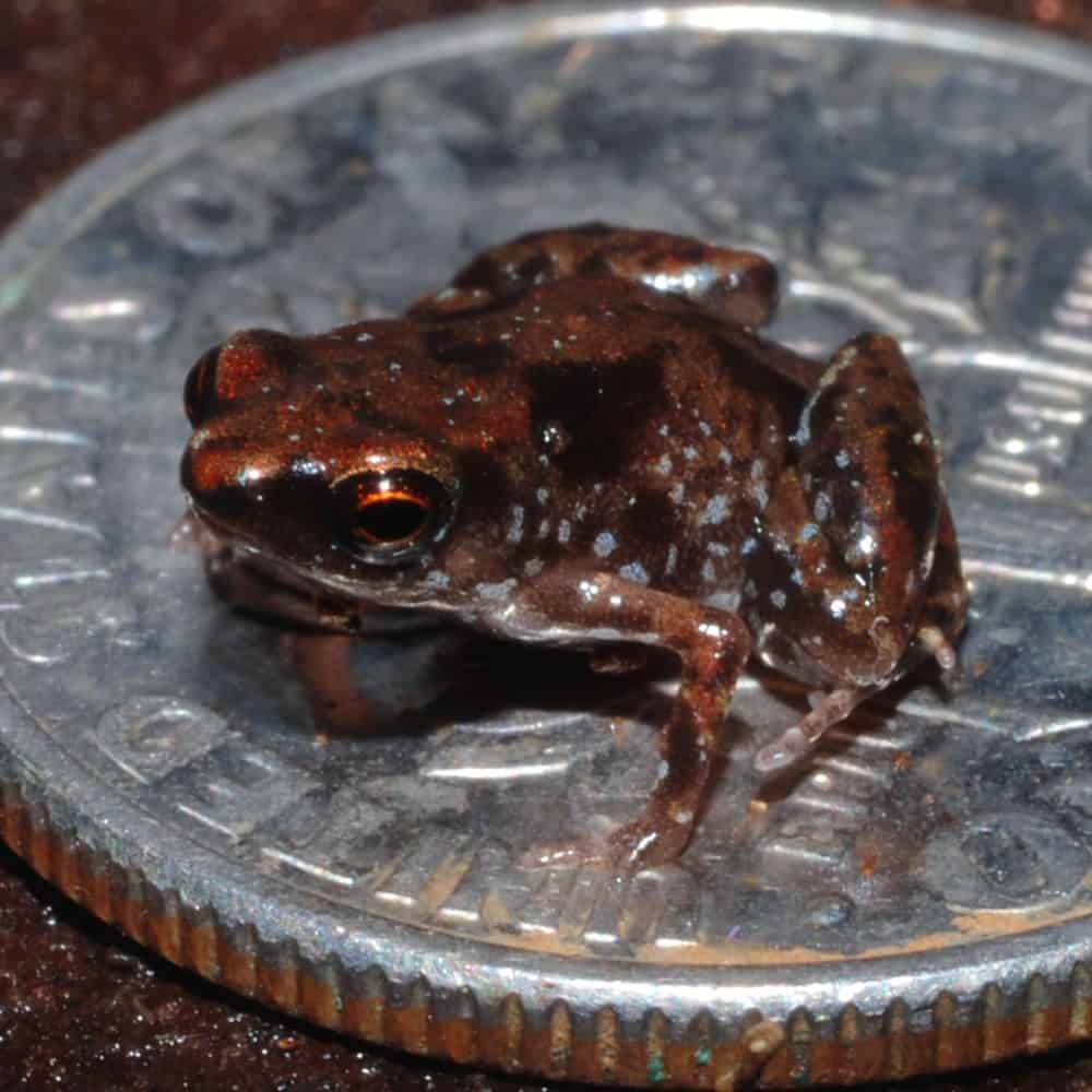 Poisonous orange mini-frogs discovered in Brazilian forest