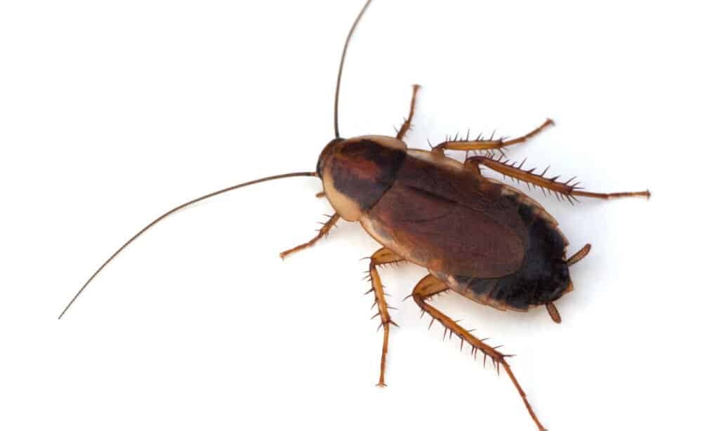 Wood Roach Attracted To Light at Pamela Ottley blog