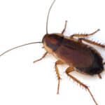 Pennsylvania wood cockroach