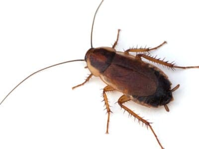 A Pennsylvania Wood Cockroach