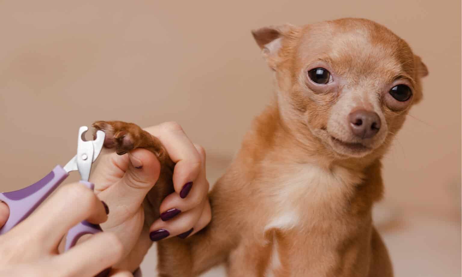 How to Groom Your Chihuahua: 5 Steps - A-Z Animals