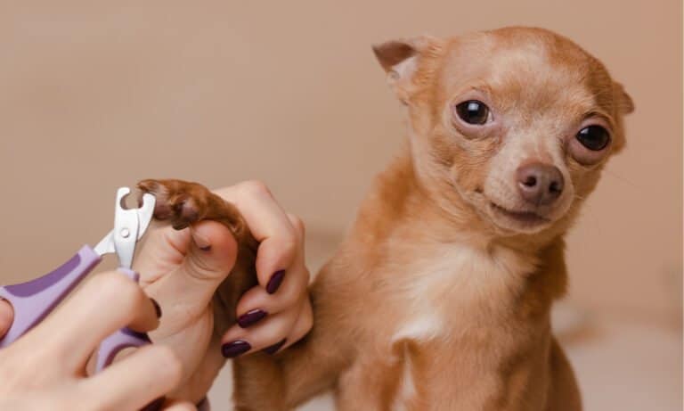 Pet nail trimmer