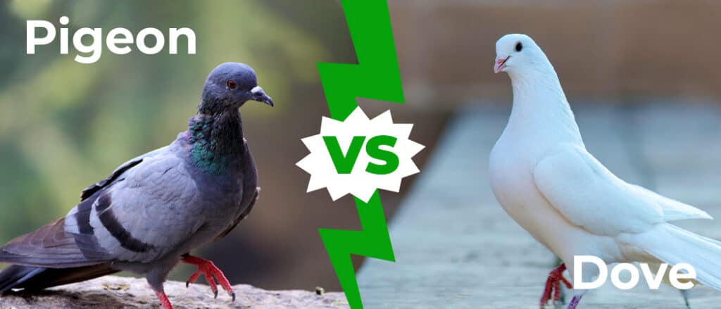 Pigeon vs Dove: 2 Key Differences Explained - A-Z Animals