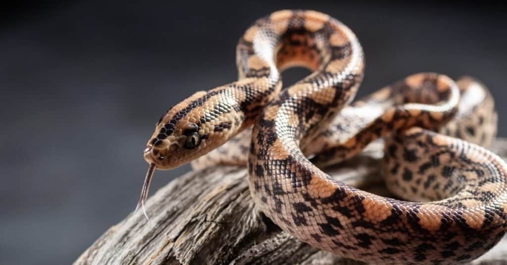 Brazilian rainbow boa  Smithsonian's National Zoo and Conservation Biology  Institute