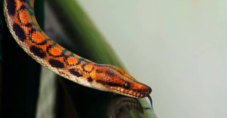 Detailed close up of a rainbow boa head. Its can reflect sunlight into a rainbow.