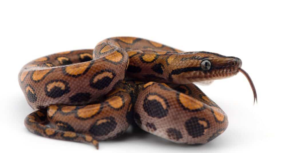 The rainbow boa, snake isolated on white background.