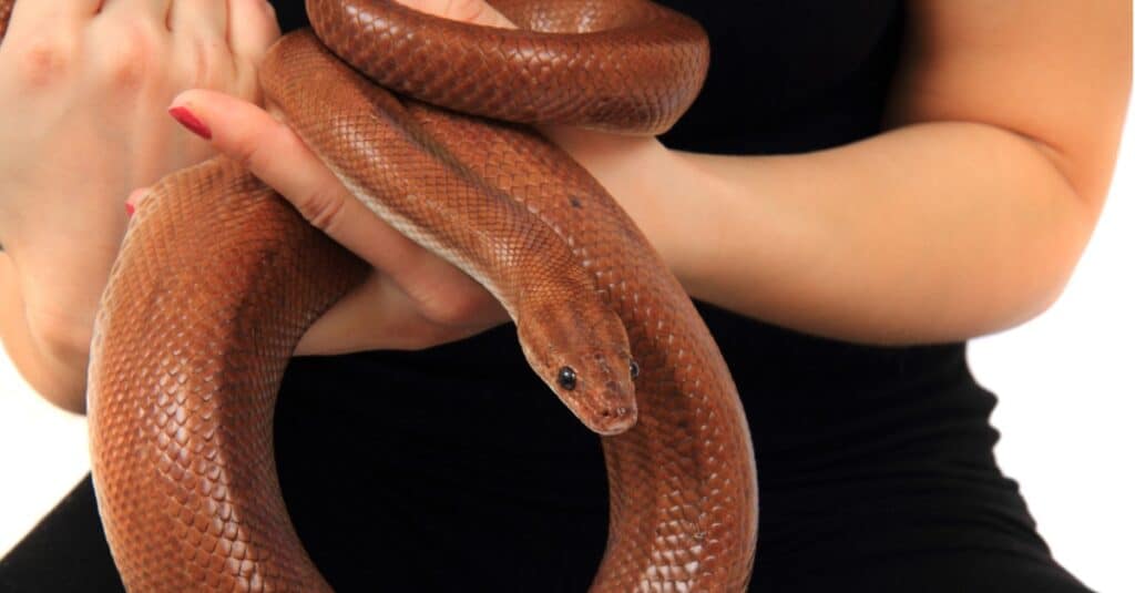 Rainbow boa snake and human hands isolated on the white background.